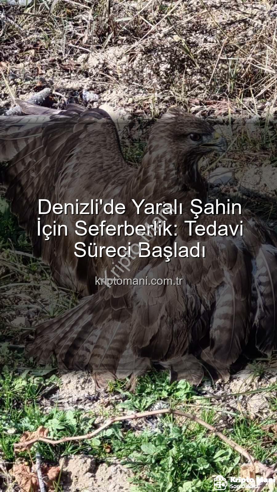 Denizli'de yaralı şahin - Denizli'de Yaralı Şahin İçin Seferberlik: Tedavi Süreci Başladı