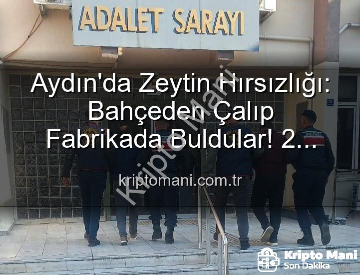 zeytin hırsızlığı - Aydın'da Zeytin Hırsızlığı: Bahçeden Çalıp Fabrikada Buldular! 2 Şüpheli Yakalandı