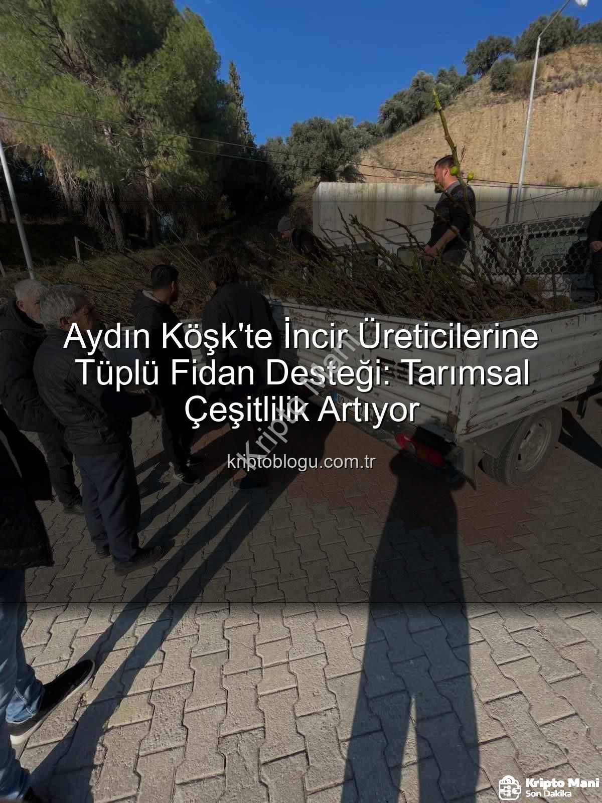 tüplü incir fidanı - Köşk'te İncir Üreticisine Tüplü Fidan Desteği: Tarımsal Çeşitlilik Artıyor