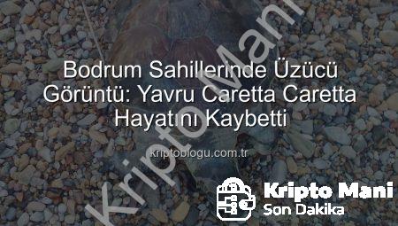 Bodrum Sahillerinde Üzücü Görüntü: Caretta Caretta Yavrusu Kıyıya Vurdu