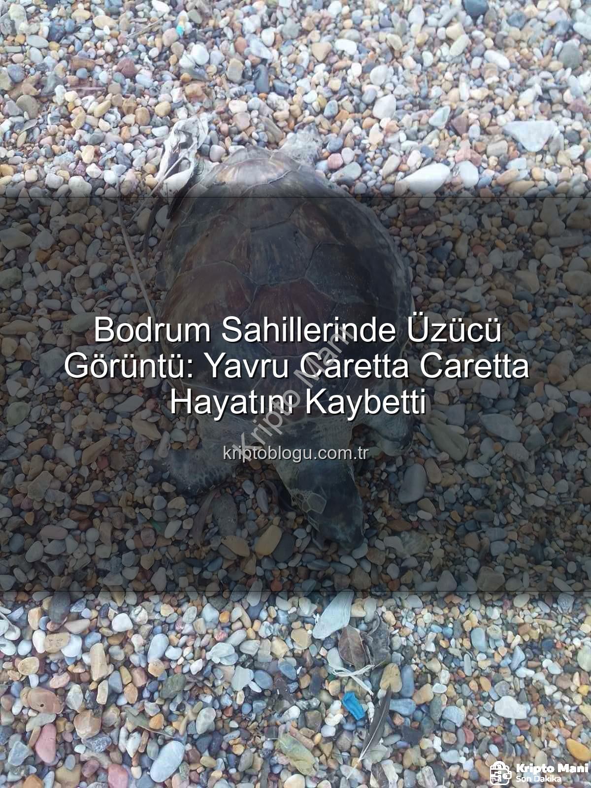 caretta caretta yavrusu - Bodrum Sahillerinde Üzücü Görüntü: Caretta Caretta Yavrusu Kıyıya Vurdu