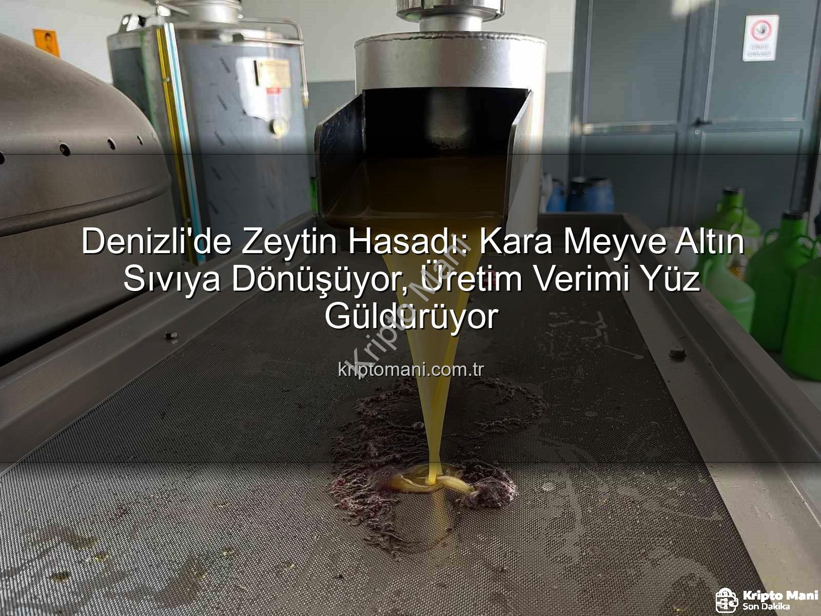 zeytin hasadı - Denizli'de Zeytin Hasadı: Kara Meyve Altın Sıvıya Dönüşüyor, Üretim Verimi Yüz Güldürüyor