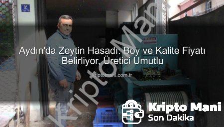 Aydın’da Zeytin Hasadı: Boy ve Kalite Fiyatı Belirliyor, Üretici Umutlu