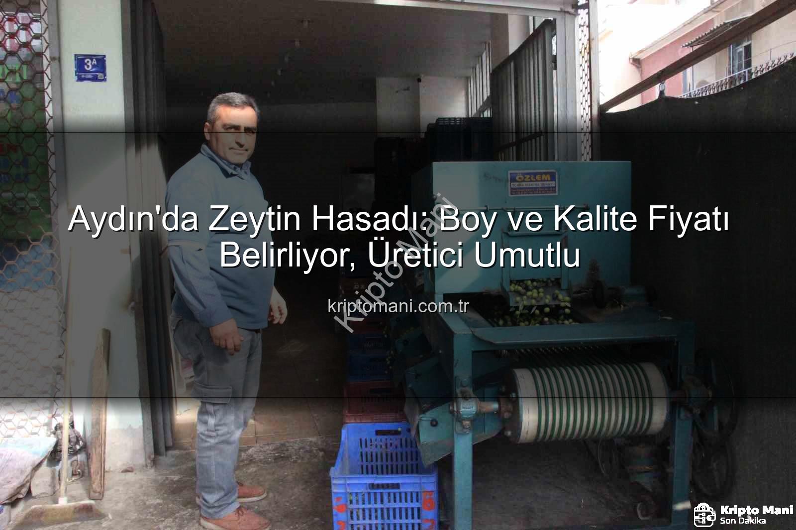 zeytin hasadı - Aydın'da Zeytin Hasadı: Boy ve Kalite Fiyatı Belirliyor, Üretici Umutlu