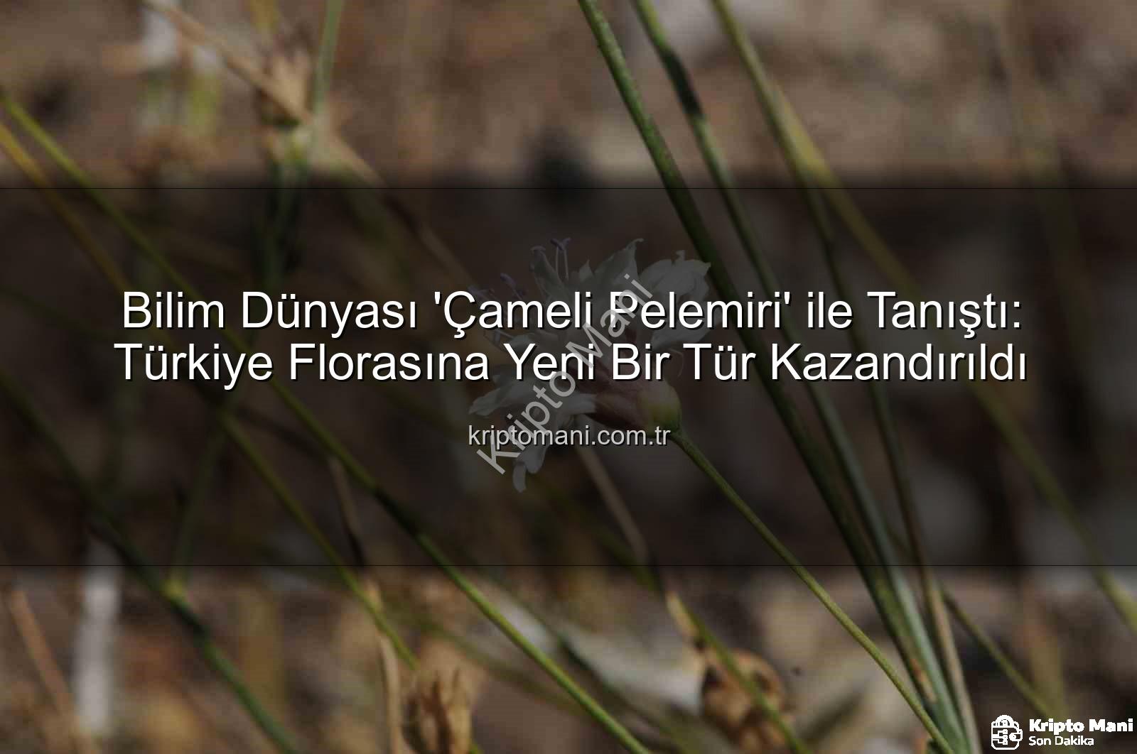 Çameli pelemiri - Bilim Dünyası 'Çameli Pelemiri' ile Tanıştı: Türkiye Florasına Yeni Bir Tür Kazandırıldı