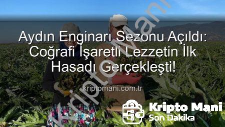 Aydın Enginarı Sezonu Açıldı: Coğrafi İşaretli Lezzetin İlk Hasadı Gerçekleşti!