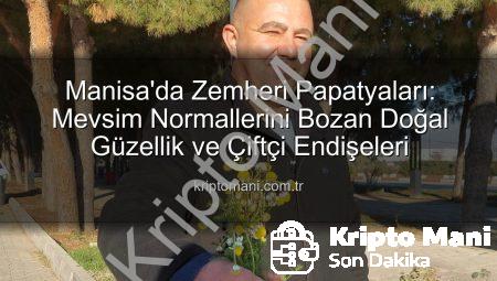 Manisa’da Zemheri Papatyaları: Mevsim Normallerini Bozan Doğal Güzellik ve Çiftçi Endişeleri