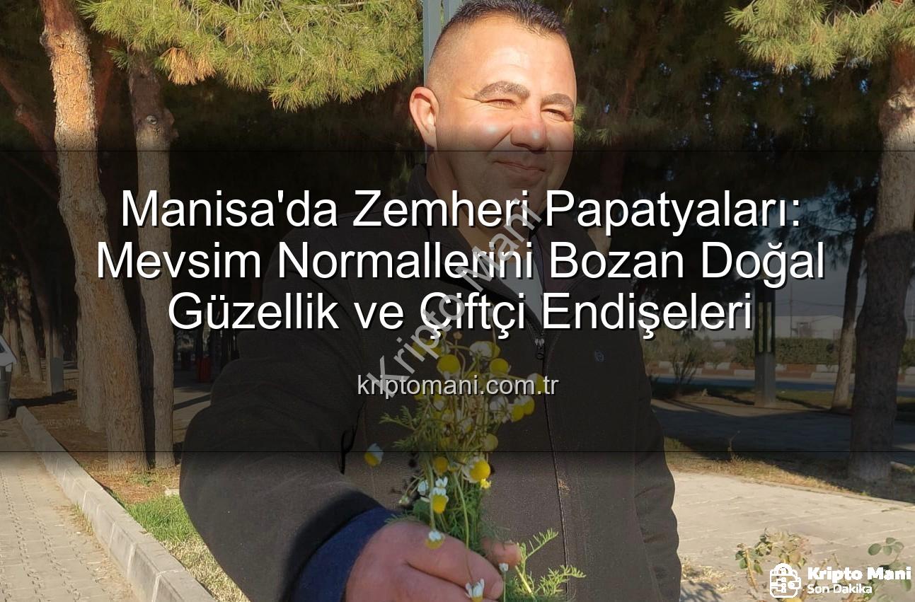 zemheri papatyaları - Manisa'da Zemheri Papatyaları: Mevsim Normallerini Bozan Doğal Güzellik ve Çiftçi Endişeleri