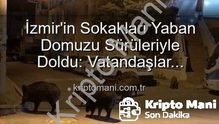 İzmir’in Sokakları Yaban Domuzu Sürüleriyle Doldu: Vatandaşlar Tedirgin, Yetkililere Çağrı Var
