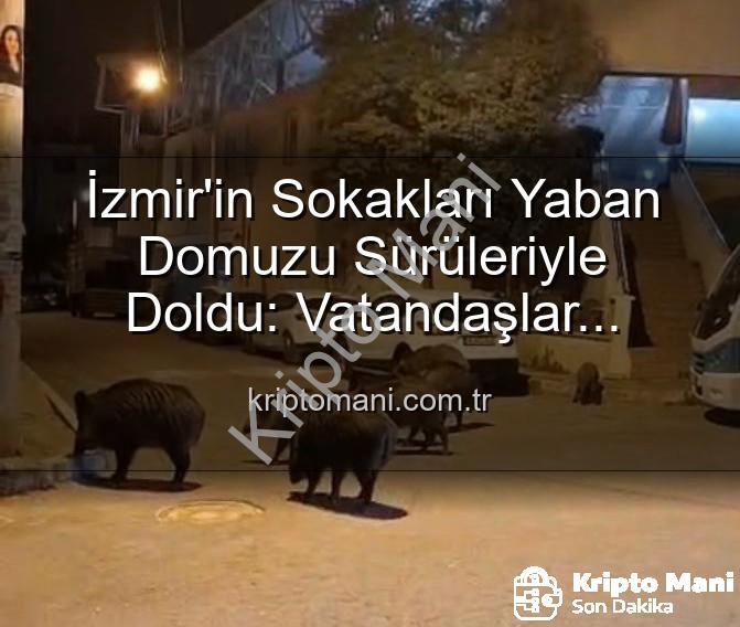yaban domuzu - İzmir'in Sokakları Yaban Domuzu Sürüleriyle Doldu: Vatandaşlar Tedirgin, Yetkililere Çağrı Var